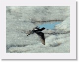 Mustaviklo_spotted redshank2 * 637 x 468 * (231KB)